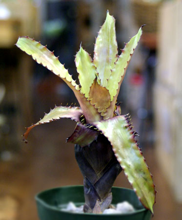 Quesnelia edumundoi 'Rubra'