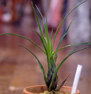 Vriesea lcorcovadensis