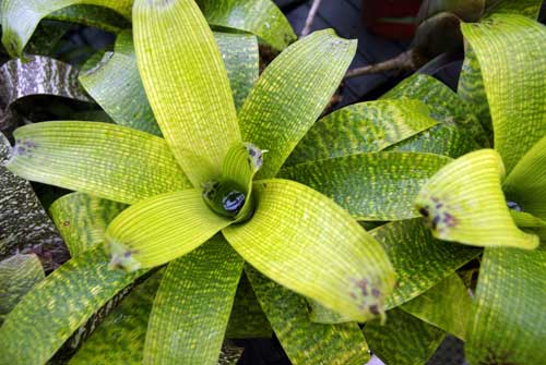 Vriesea fenestralis
