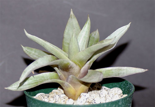 Vriesea fontellana