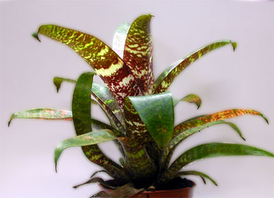 Vriesea fosteriana