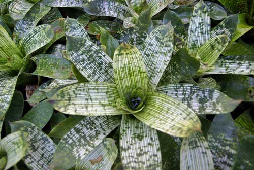 Vriesea gigantea 'Nova'