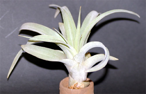 Vriesea koideae