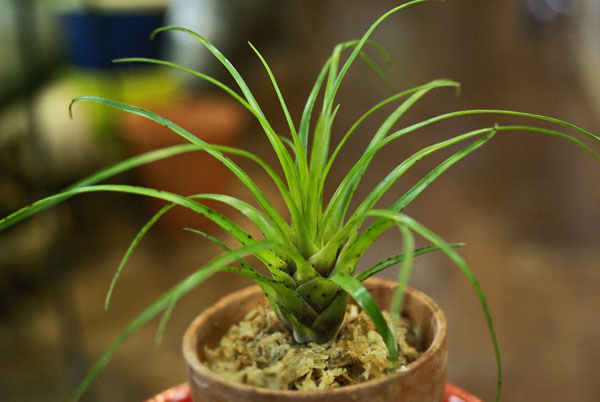 Vriesea correia-araujoi