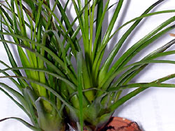 Vriesea correia-araujoi