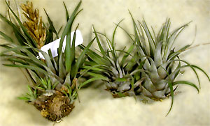 Vriesea species