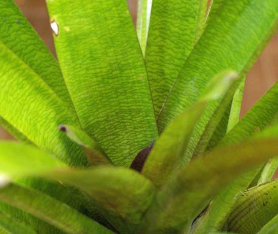 Vriesea 'Green Chestnut'