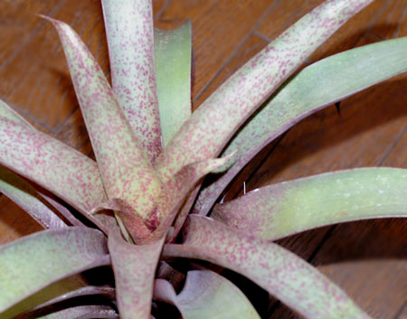 Vriesea saundersii