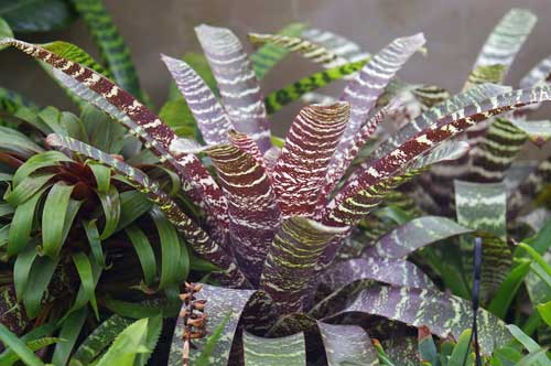 Vriesea seideliana