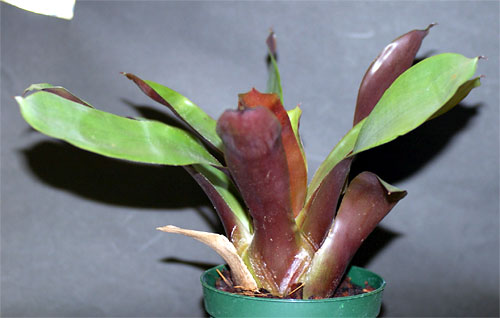 Vriesea simplex 'Gigante'