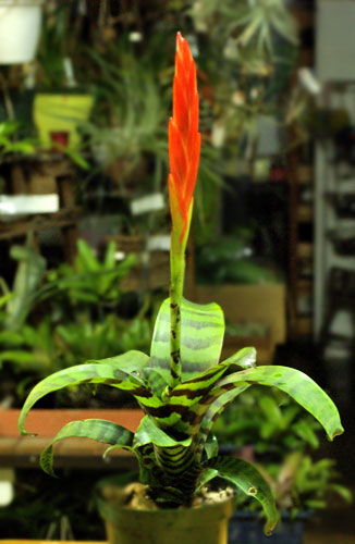 Vriesea splendens