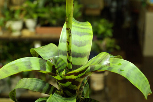 Vriesea splendens