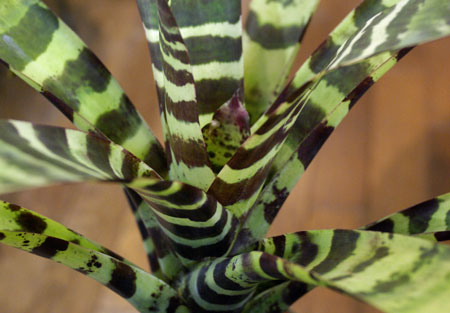 Vriesea splendens