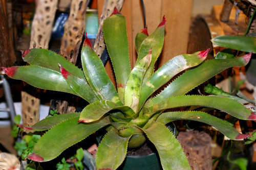 Wittrockia superba'