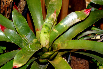 Wittrockia superba '