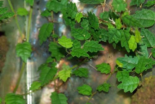 Ficus pimila var.quercifolia