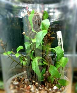 ミクログランマ・ヘテロフィラ