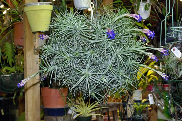 Tillandsia aeranthos