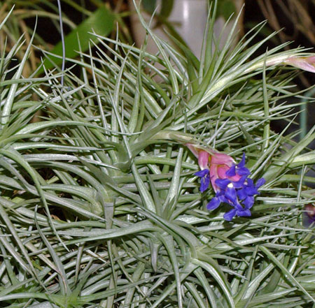 Tillandsia aeranthos