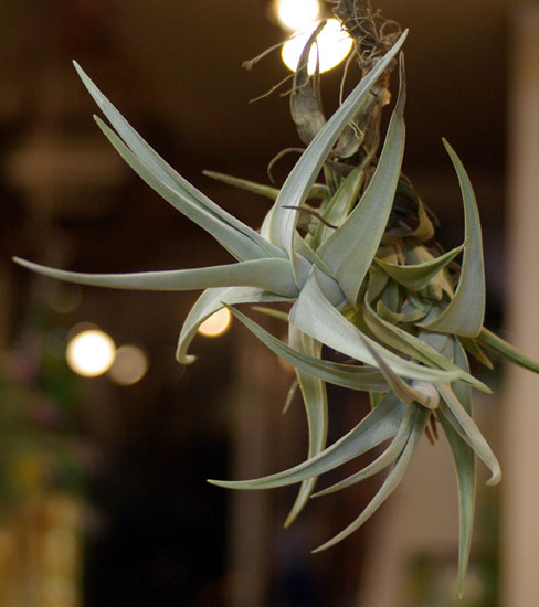 Tillandsia novakii