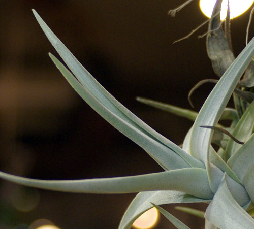 Tillandsia novakii