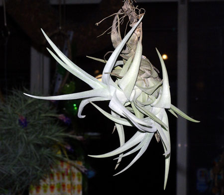 Tillandsia novakii