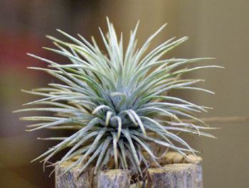 Tillandsia argentea