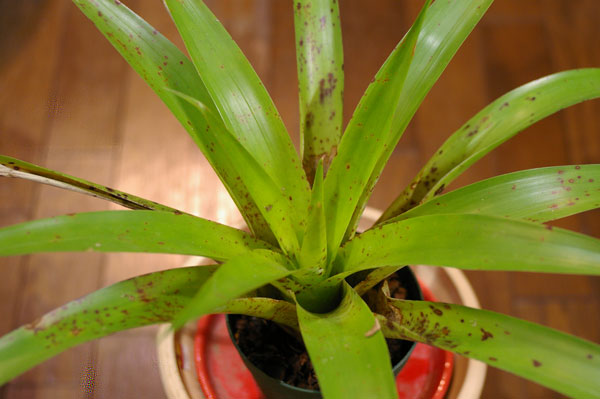 Tillandsia baliophylla