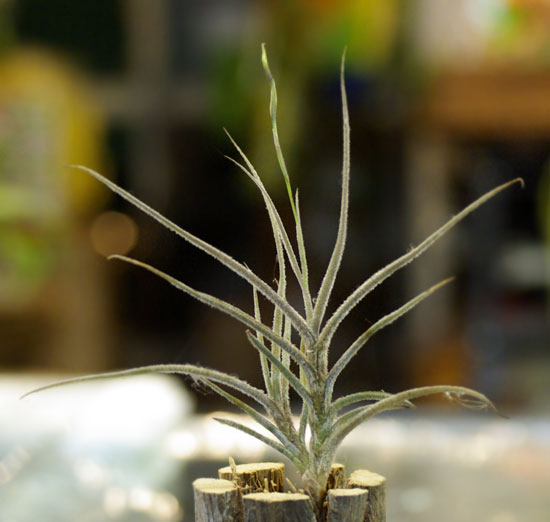 Tilllandsia bandensis