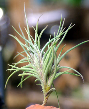 Tilllandsia bandensis