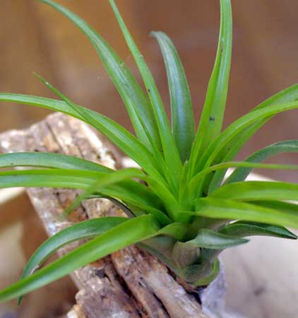 Tillandsia brachycaulos