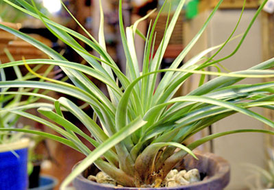 Tillandsia brachycaulos X fasciculata