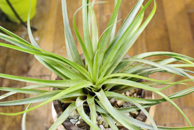 Tillandsia brachycaulos X fasciculata