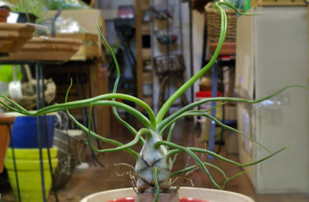 Tillandsia bulbosa 'Giant'