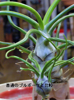 Tillandsia bulbosa 'Giant'