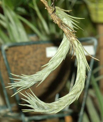 Tillandsia burl-marxii