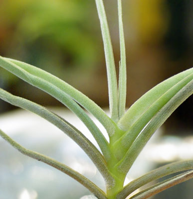 Tilllandsia caliginosa