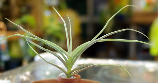 Tilllandsia caliginosa