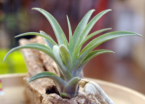 Tillandsia capitata