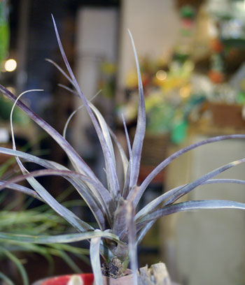 Tillandsia capitata 'Purple'