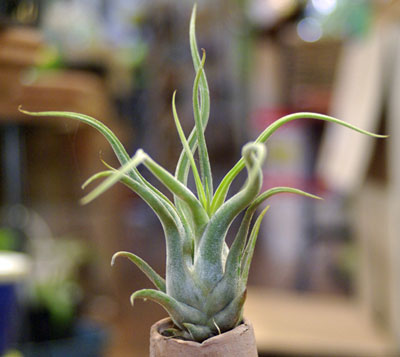 Tillandsia caput-medusae