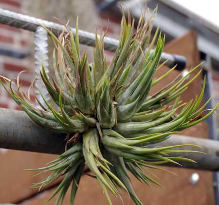 Tillandsia circinnatoides