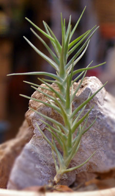 Tillandsia cocoensis