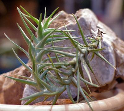 Tillandsia cocoensis