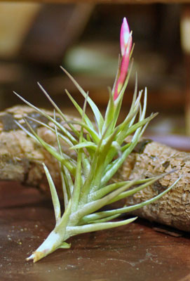 Tillandsia cocoensis