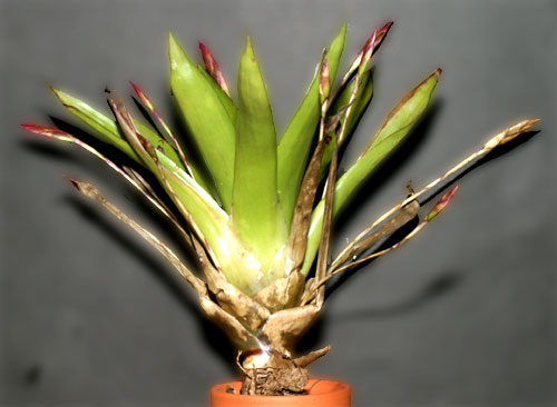 Tillandsia sierra-juarezensis