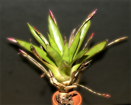 Tillandsia sierra-juarezensis