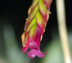 Tillandsia complanata