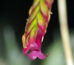 Tillandsia complanata