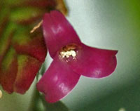 Tillandsia complanata